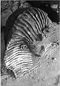 cement sculpture of a pharoah's head